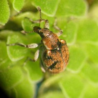 Azolla Weevil